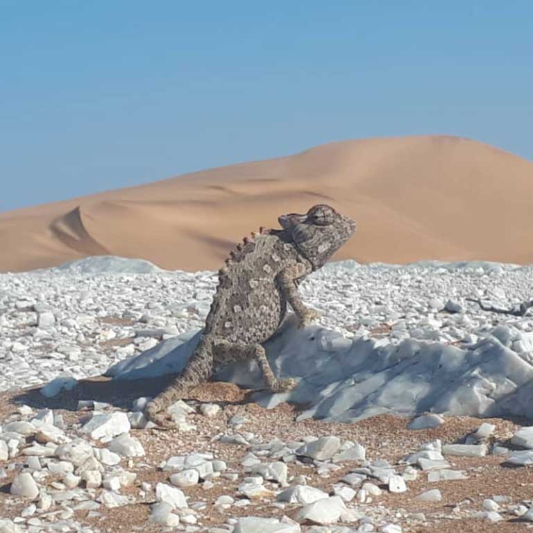 Desert/Dune Animal Life